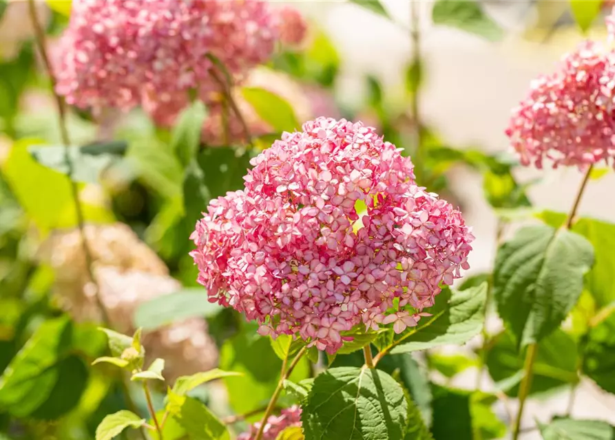 Ballhortensie 'Pink Annabelle'