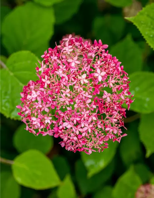 Ballhortensie 'Pink Annabelle'