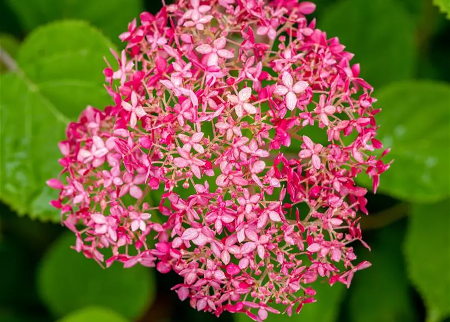 Ballhortensie 'Pink Annabelle'