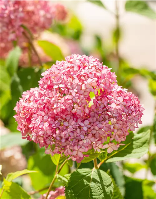 Ballhortensie 'Pink Annabelle'