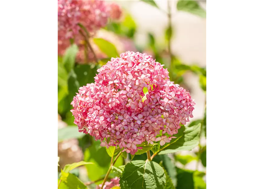 Ballhortensie 'Pink Annabelle'