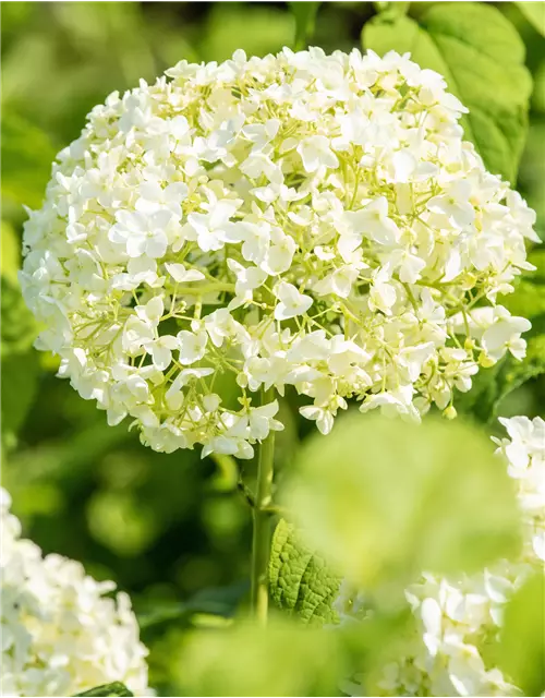 Weiße Ballhortensie 'Annabelle'