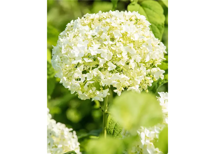 Weiße Ballhortensie 'Annabelle'