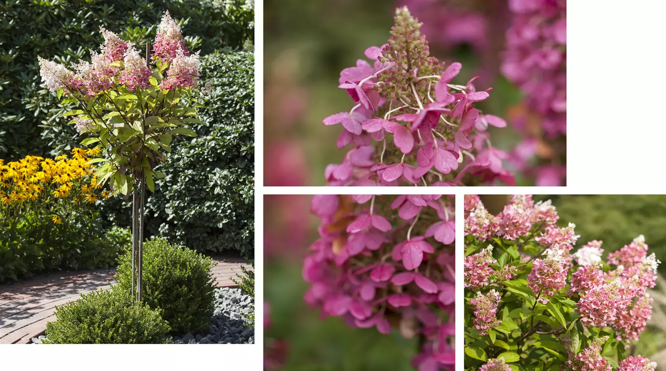 Hydrangea-paniculata-pinky-winky.jpg