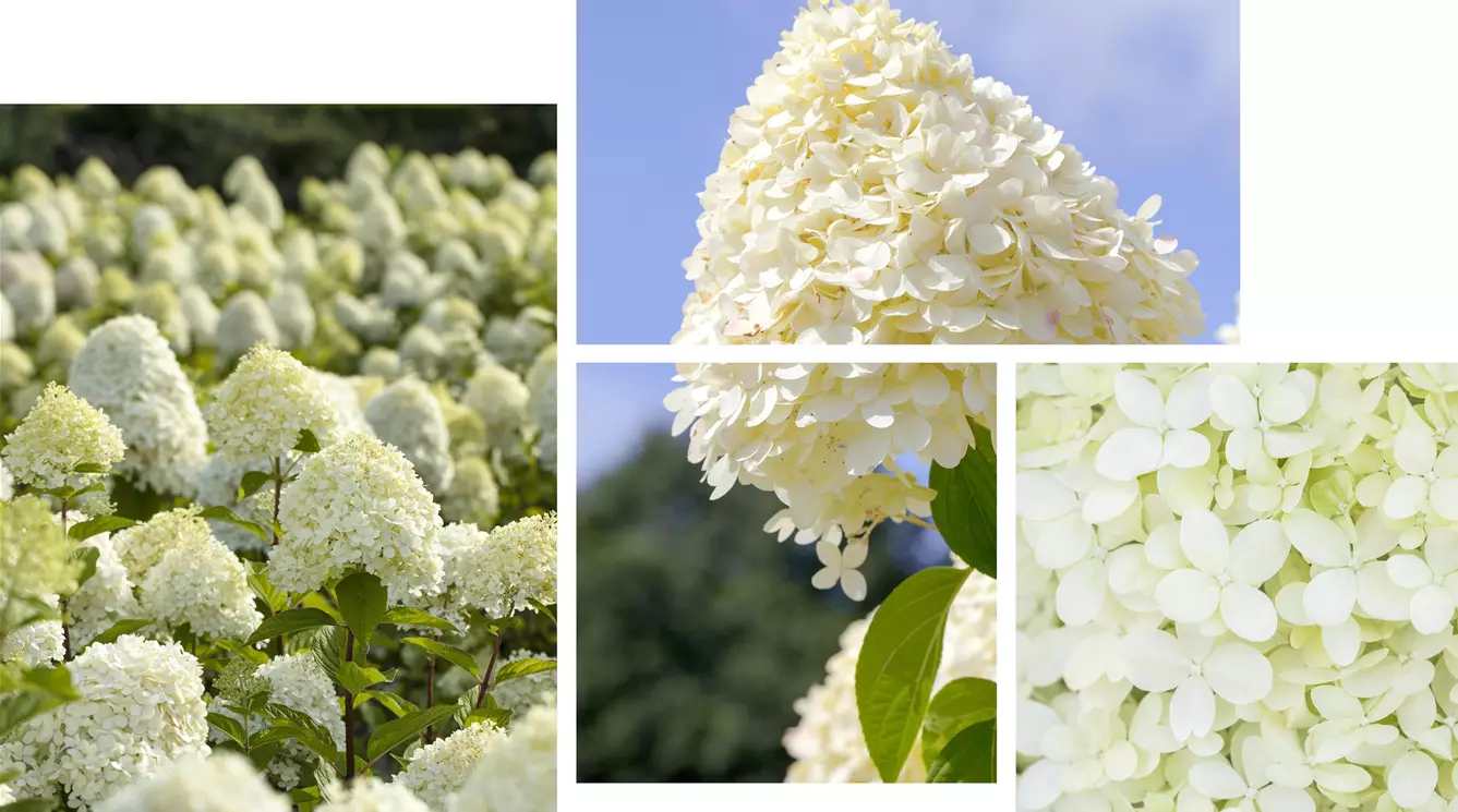 Hydrangea-paniculata-Limelight.jpg