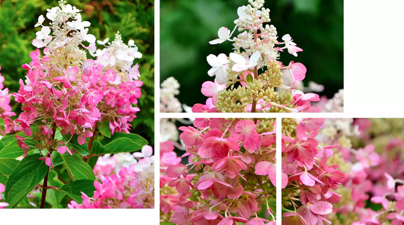 Hydrangea-paniculata-Pink-Lady.jpg