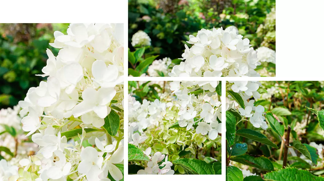 Hydrangea-paniculata-Whitelight-.jpg