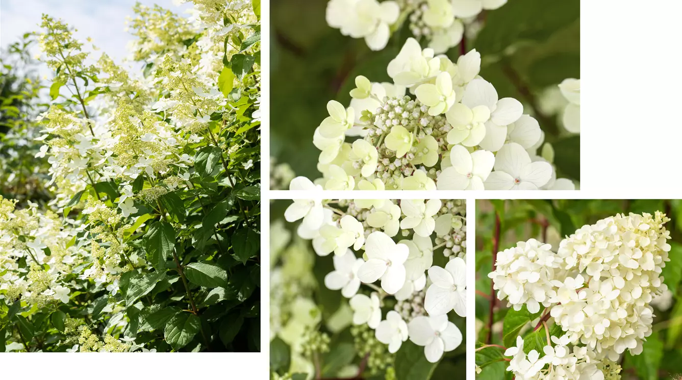 Hydrangea-paniculata-Vanille Fraise.jpg