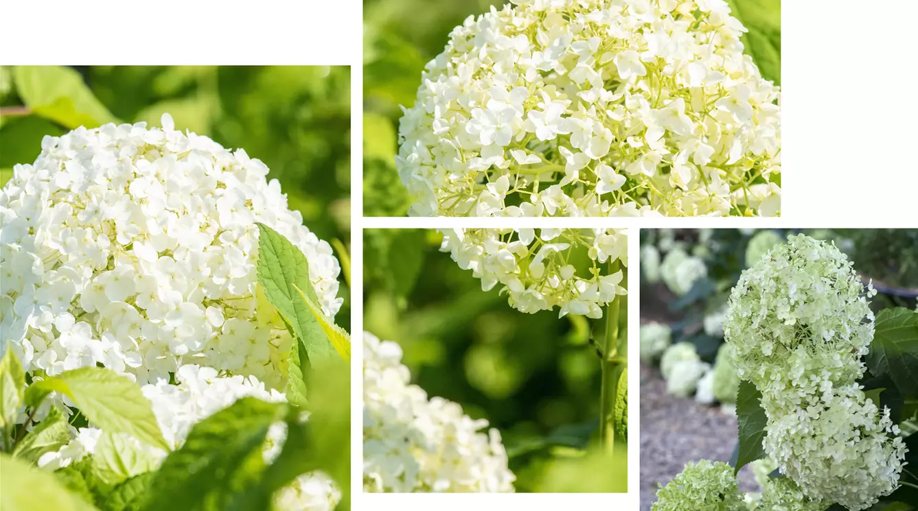 Hydrangea-arborescens-Annabelle.jpg