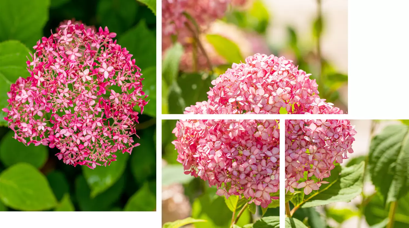 Hydrangea arborescens 'Pink Annabelle’.jpg