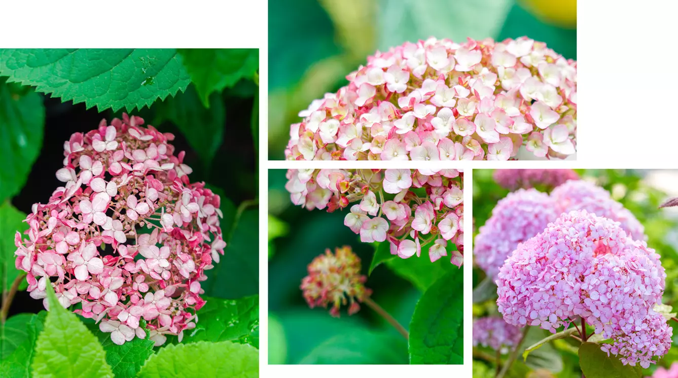 Hydrangea arborescens 'Candybelle Bubblegum'.jpg