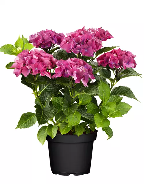 Hortensie im Angebot