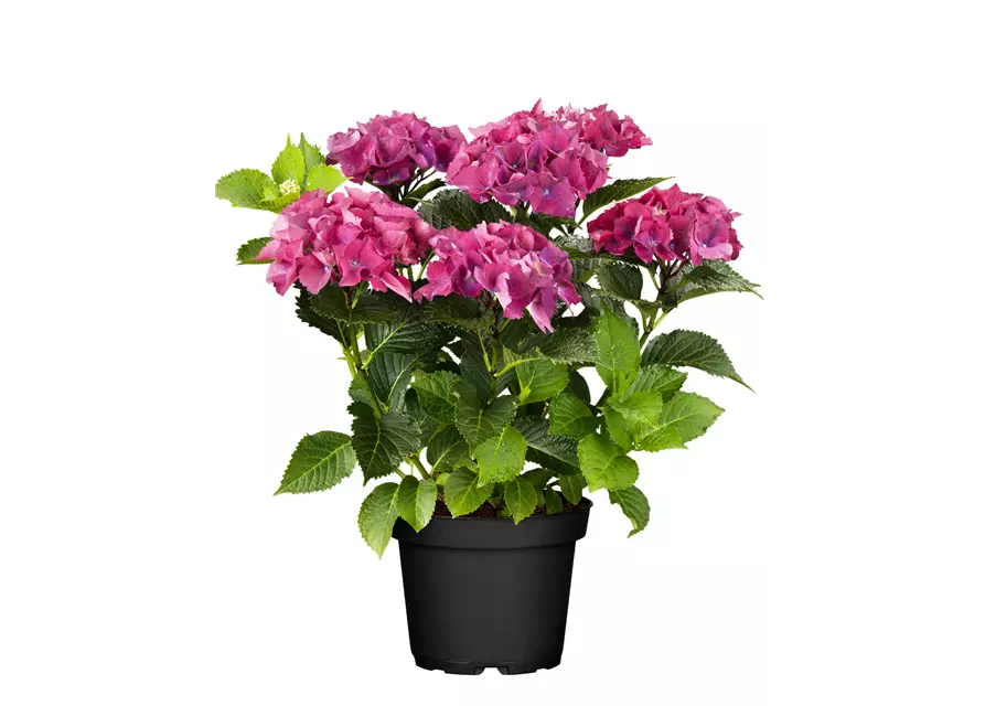 Hortensie im Angebot