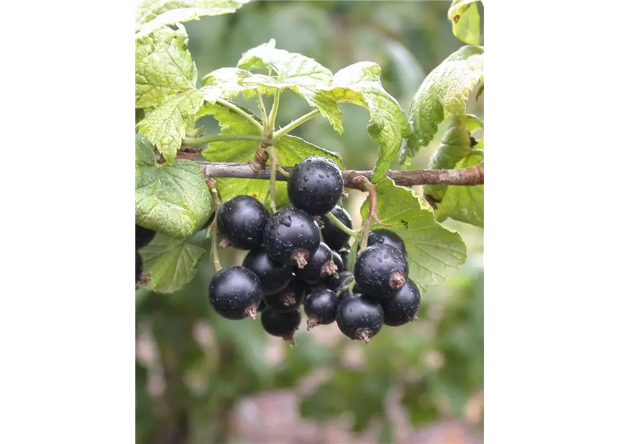 Ribes rubrum T23 Johannisbeere