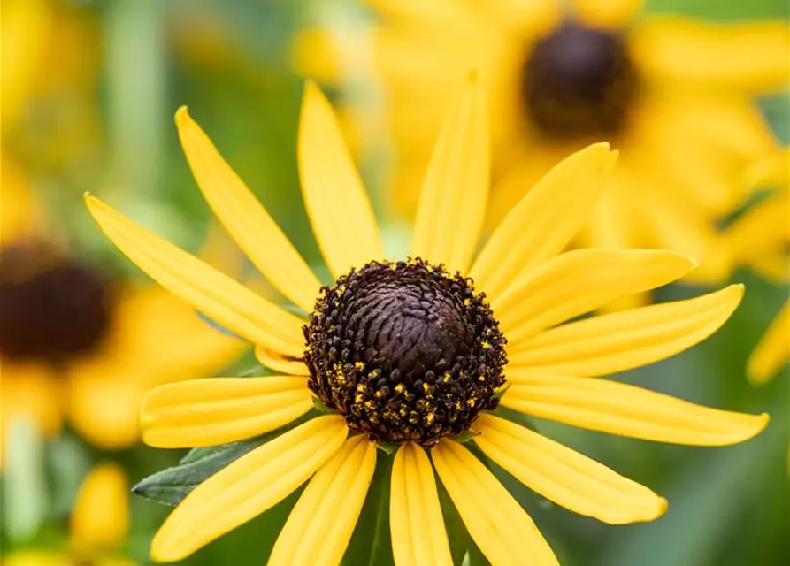 Sonnenhut 'Little Goldstar'