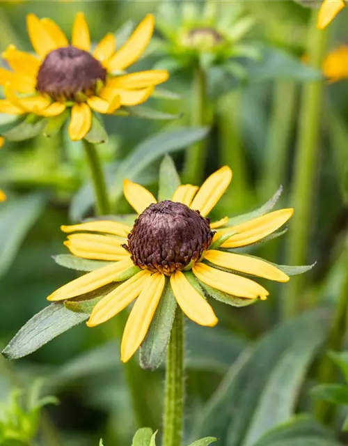 Sonnenhut 'Little Goldstar'