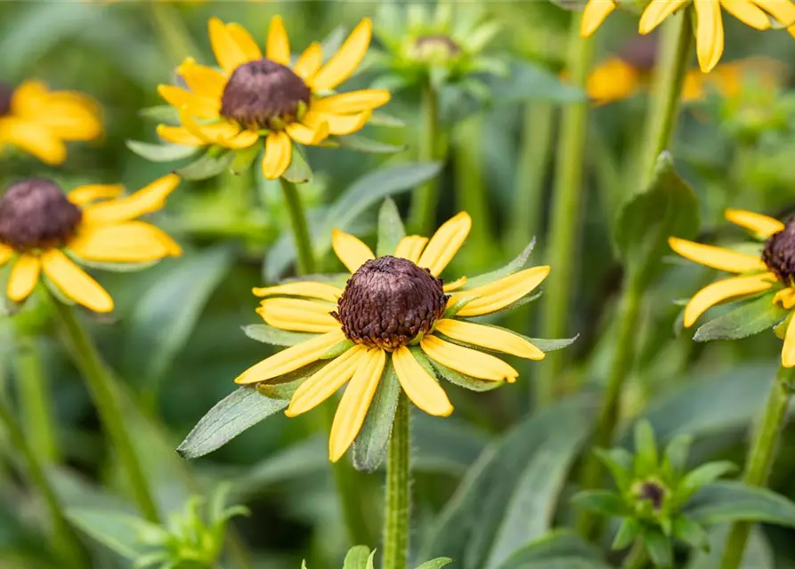 Sonnenhut 'Little Goldstar'