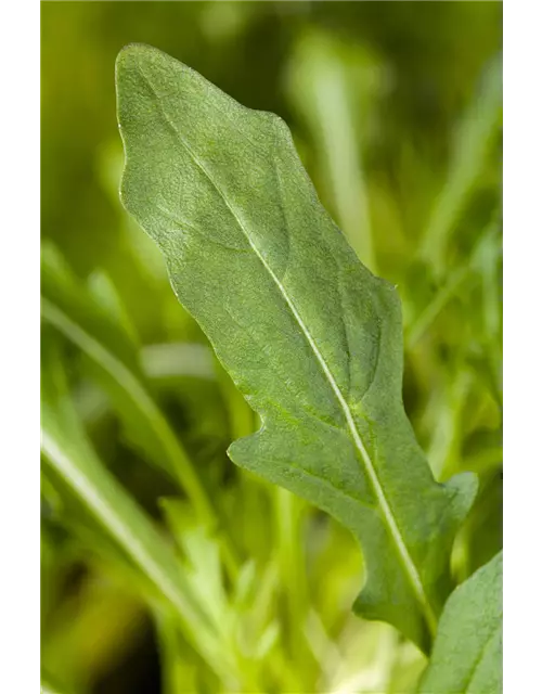 Rucola