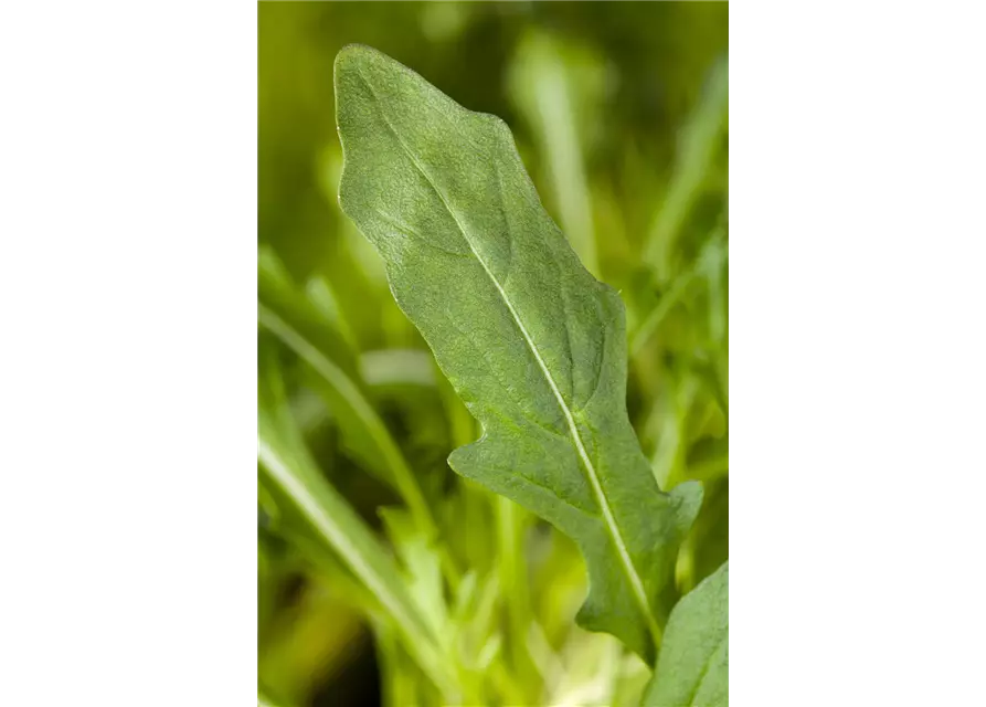 Rucola