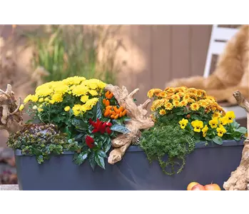 BLüTEN FüR DEN HERBSTBALKON!