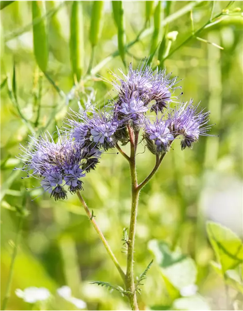 Bio-Phacelia