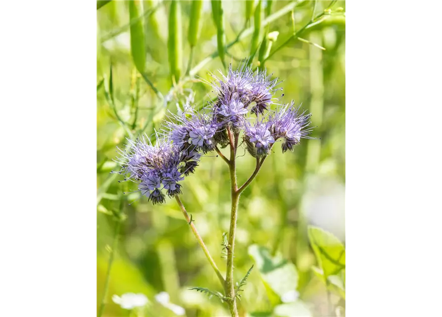 Bio-Phacelia