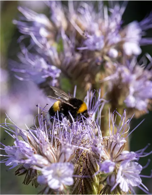 Bio-Phacelia