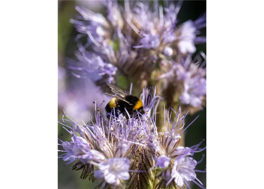 Bio-Phacelia