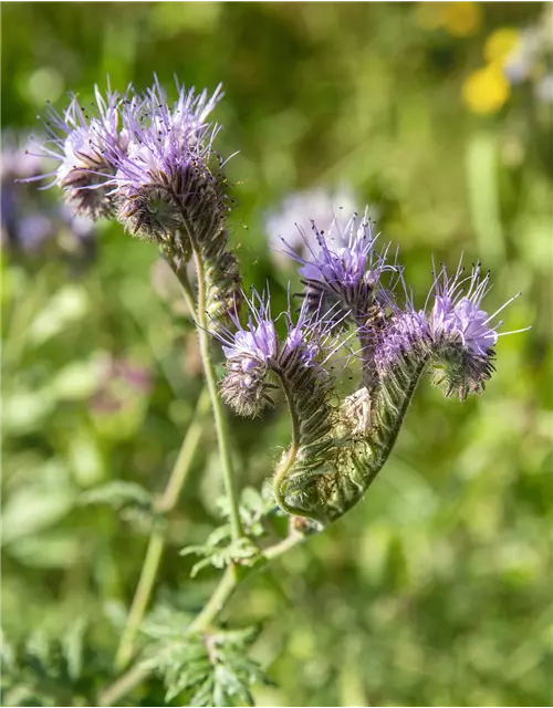 Bio-Phacelia