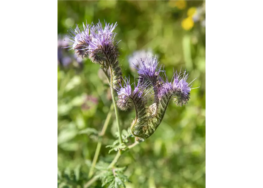 Bio-Phacelia