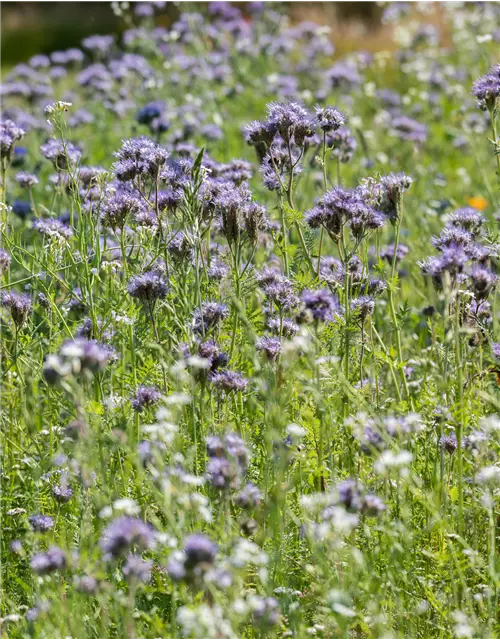 Bio-Phacelia