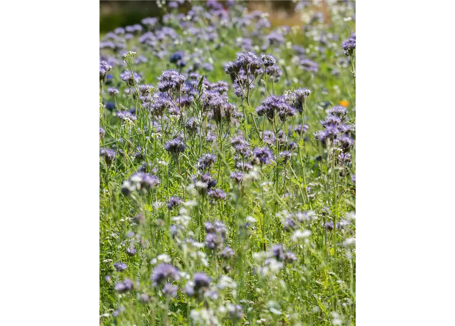 Bio-Phacelia