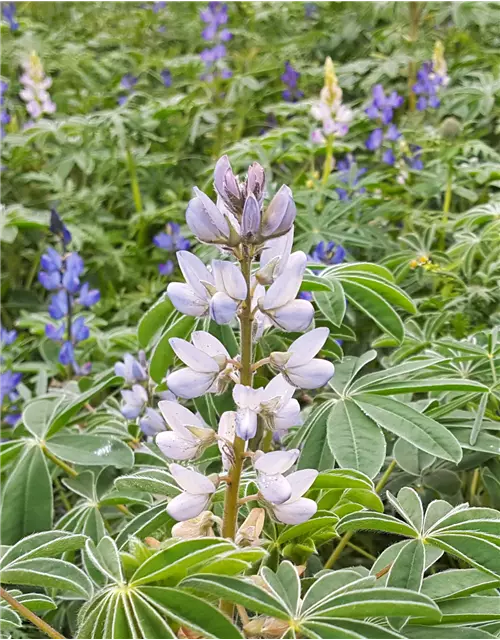 Bio-Bitterlupine