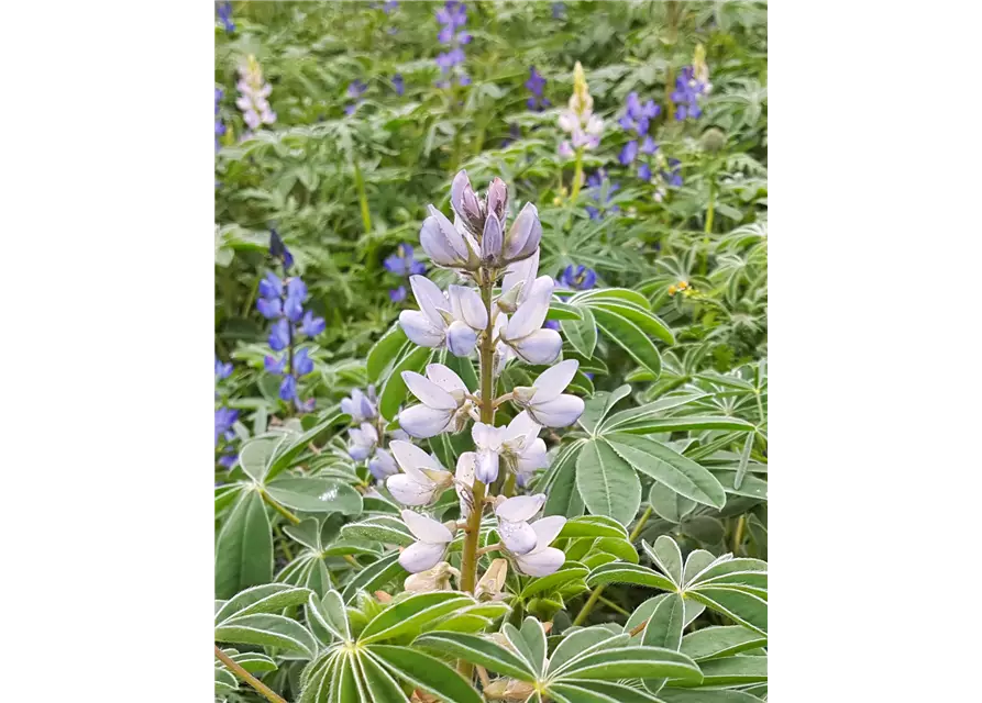 Bio-Bitterlupine