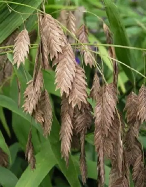 Chasmanthium latifolium