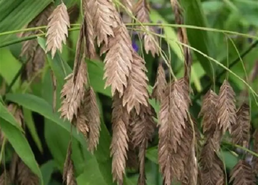 Chasmanthium latifolium