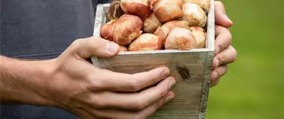 Rechtzeitig Sommerzwiebeln pflanzen