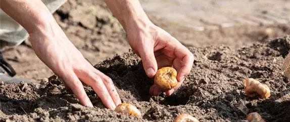 Rechtzeitig Sommerzwiebeln pflanzen