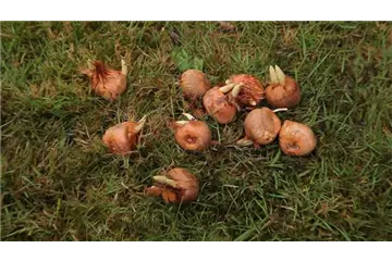 Herbst-Krokus einpflanzen im Garten Herbst-Krokus einpflanzen im Garten