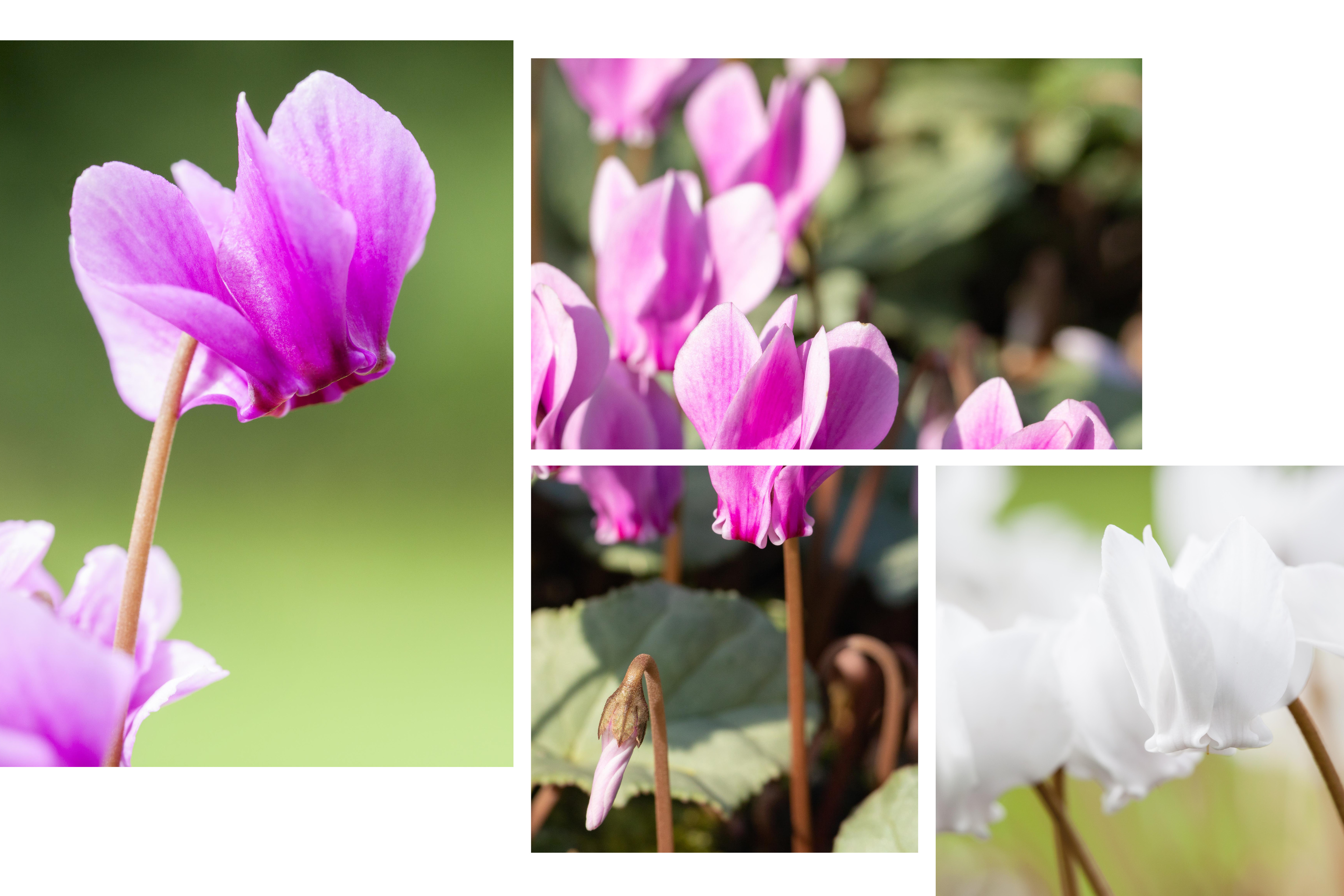 Alpenveilchen-cyclame-hederifolium-layout-kiefl-gartencenter-in-gauting-bei-muenchen.jpg