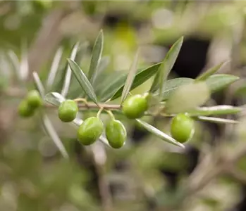 Kübelpflanzen für die Terrasse sorgen für mediterranes Flair