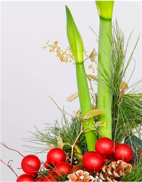 X-Mas Amaryllis in Filz