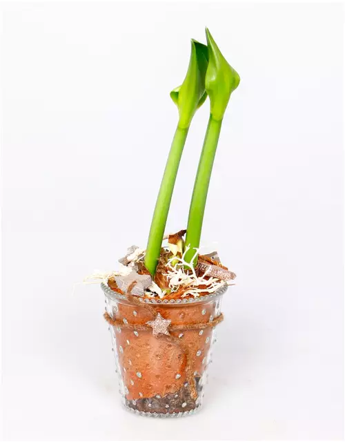 X-Mas Amaryllis im Glas