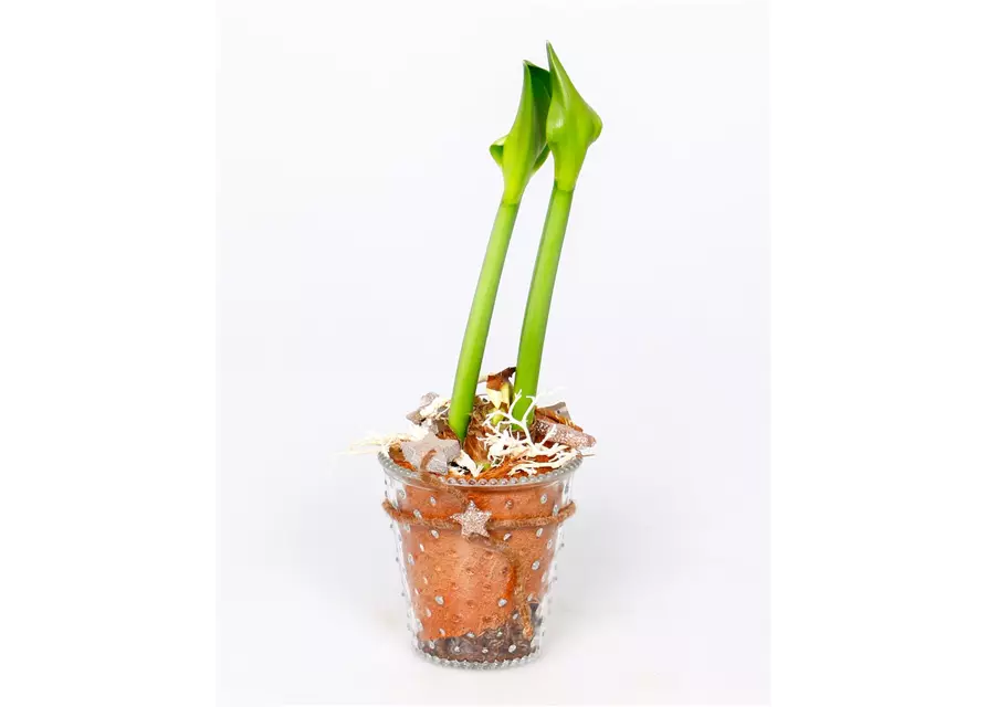 X-Mas Amaryllis im Glas