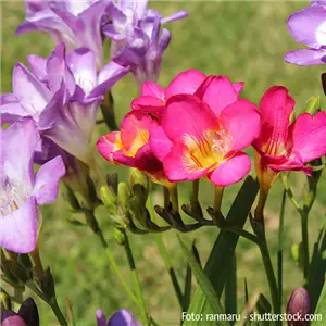 FLORALE LIEBESBEWEISE!