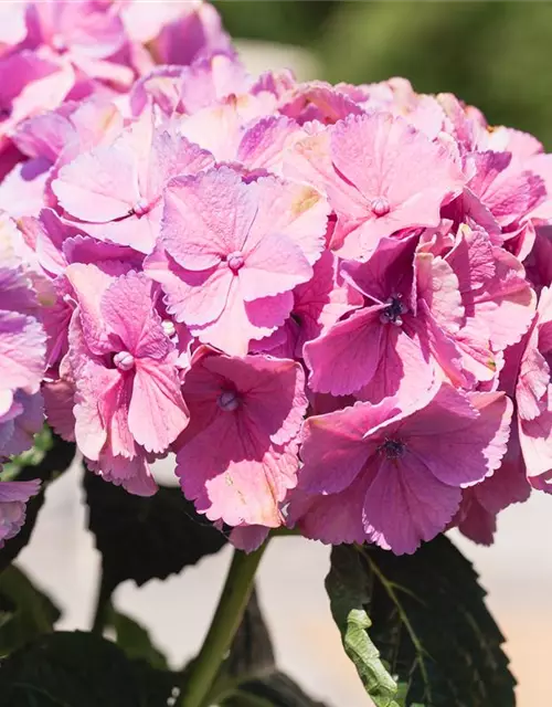 Bauern-Hortensie in rosa, 23 cm Topf