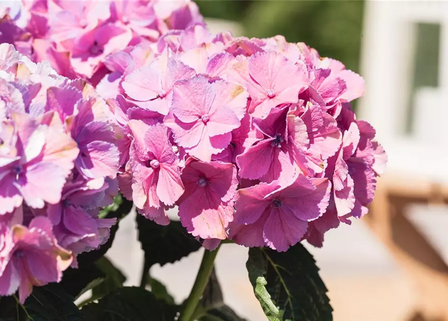 Bauern-Hortensie in rosa, 23 cm Topf