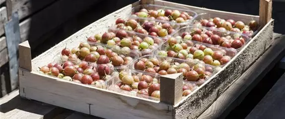 Stachelbeeren richtig pflanzen und pflegen