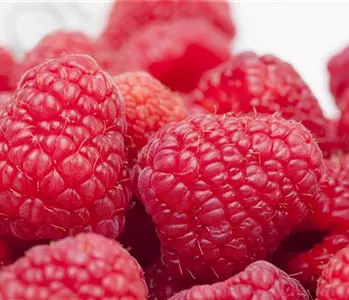 Tipps zum Pflanzen und Pflegen von Himbeeren