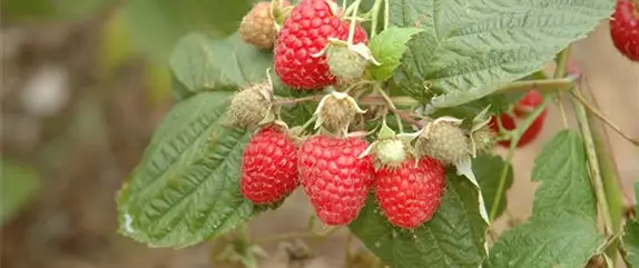 Tipps zum Pflanzen und Pflegen von Himbeeren